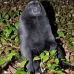 monkey_macaques_black_tangkoko_v_0015_sul1187.jpg